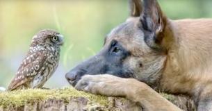 Photographer Takes Pictures Of Unlikely Friendship Between Ingo The Dog And His Owl Friend Poldi
