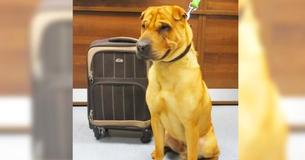 Le propriétaire laisse son chien derrière lui dans une gare de train