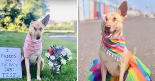 Pregnant Dog Who Was Shot 17 Times, Had Her Ear Cut Off And Was Abandoned On Streets Is Now A Therapy Dog