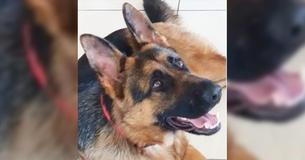 Man Ties Dog's Snout With Cable Wire - Is Let Off With A Light Sentence