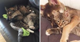 Husky Picks A Kitten To Take Home From Shelter - Now They're Inseperable