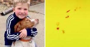 Un étranger à l'impression de voir un garçon et un chien perdus et utilise son drone pour les aider