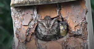 Owl Takes Care Of A Baby Duckling Until It Hatched