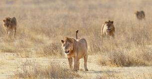 More Than 100 Neglected Lions Found At Breeding Facility In South Africa