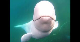 Beluga Whale Returns A Kayaker's GoPro After He Dropped It