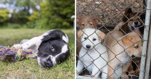 How You Can Help Out During ‘Adopt A Shelter Dog’ Month If Adoption Isn’t An Option