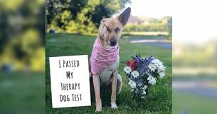 Dog Who Lost His Ear And Got Shot 17 Times Survives And Gets New Chance In Life As Therapy Dog
