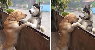 Lonely Husky Escapes From His Yard To Go Hug His Neighbour Dog