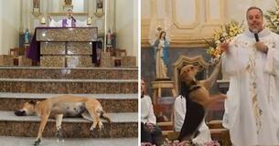 Kind-Hearted Priest Brings Stray Dogs To His Services So They Can Find New Homes