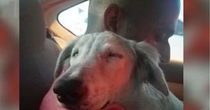 Un chien sans abri s'est endormi la tête sur l'épaule de son sauveteur