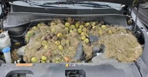 Un couple découvre plus de 200 noix cachées par des écureuils sous le capot de leur voiture
