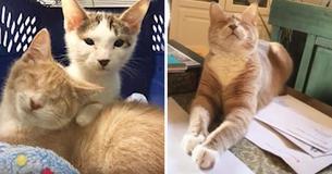 Couple Adopt Blind Kitten And His Brother From Animal Rescue