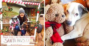 Nurse Can’t Bear To See Dogs Pass On Alone So She Creates Hospice Granting Them The End Of Life They Deserve