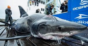 Een 4-meter lange haai werd door een nog grotere haai gebeten