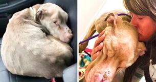 Rescue Worker Spends The Night With A Dying Pit-bull So He Won’t Be Alone In Final Moments: ‘His Life Mattered’ She Said