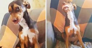 Cheeky Dog Smiles As Grandma Looks For Misplaced Dentures