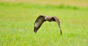 Migrating Eagles Cause Huge Data Roaming Charges