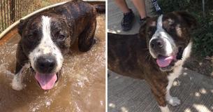A Dog Was Left On Christmas Eve Years Ago And Is Still Looking For A Forever Home