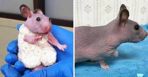 Abandoned Hairless Hamster Gets Gifted A Tiny Sweater To Keep Her Warm