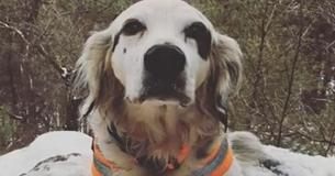 Moedige hond overlijd nadat hij het leven van anderen  verdedigd heeft tegen een berenaanval