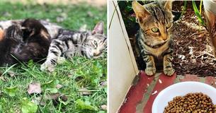 Zwerfkat keert terug naar de vrouw die haar eten gaf,  laat haar zien waar ze haar kittens verstopt heeft