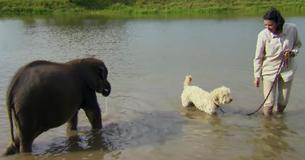 Orphaned Baby Elephant Conquers His Fear Of Water