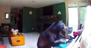 Bear Caught On Surveillance Footage Breaking Into A House And Playing The Piano