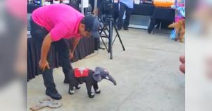Dog Dressed As Toy Elephant Has Cute Routine With Dad