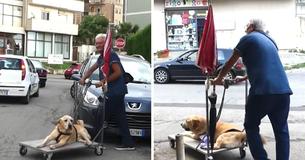Dedicated Pet Dad Won’t Let Arthritis Sadden Senior Dog, Takes Him On Walk Each Day