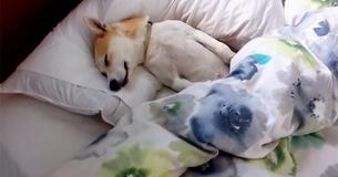 Adorable Puppy Knew She Had To Go The Vet In The Morning, Played Dead