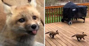 Baby Foxes Turn Up At Grandmother's Home And Choose To Make Her Porch Their Own Playground