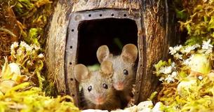 Man Notices A Family Of Mice In His Garden And Builds Them A Tiny Village To Live In