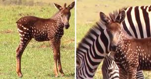 Rare Baby Zebra Born With Spots Instead Of Stripes