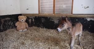 Teddy Bear Helps Orphaned Foal To Sleep And Feel Comforted