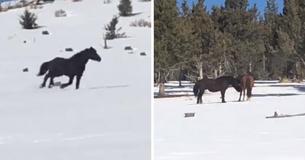 Wild Horse Races To Reunite With Long-Lost Soulmate In Time To See She's Pregnant With His Baby