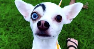 Rescue Dog With Unique Features Makes Him Look Like A Movie Villain