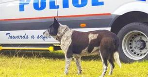 3-Year-Old Girl Goes Missing For 15 Hours But Her Deaf And Partially Blind Senior Dog Stays By Her Side