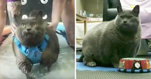 This Adorable Fat Cat Is Trying To Work Out On A Treadmill As Part Of Her New Weight Loss Journey