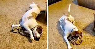Son propriétaire déployé lui envoie un de ces maillots, la réaction du chiot est adorable 