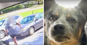 Dog Filmed Running After Owner Who Left Him At Shelter Finds A New Family
