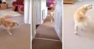Dog Impatiently Sniffs Out Her Hiding Human After Seven Months Apart