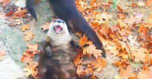 Rescued Baby Otters Get To Frollick In Leaves For The First Time