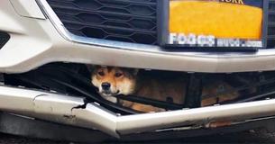 Dog Hit By Car Got Stuck In Bumper And Survived After Driver Went 16 Miles Before Noticing
