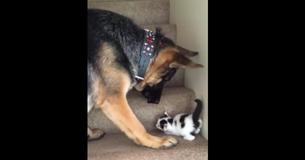 Un chaton se débat pour monter les escaliers jusqu'à ce qu'un berger allemand entre et lui donne un "coup de pattes"