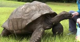 Jonathan de schildpad viert 187ste verjaardag en heeft het record van oudste levende dier op de planeet