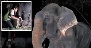 Olifant huilt van blijdschap als hij na 50 jaar gevangenschap vrijgelaten wordt