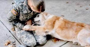 La vieille chienne commence à pleurer quand elle voit son propriétaire revenir de l'armée