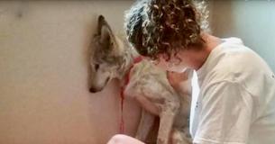 Un chien loup errant se cache timidement dans un coin jusqu'à ce qu'il trouve un sanctuaire avec un nouveau compagnon