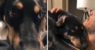 Dog Pretends To Be Sick Trying To Make His Family Stay Home With Him