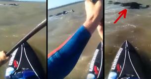 Paddleboarder Captures Moment He Saves Shih Tzu Stranded At Sea
